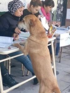 CurioMundo RCV
