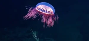 las medusas